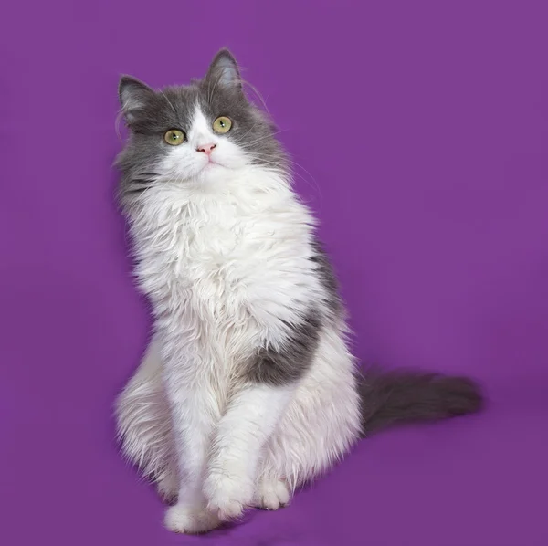 Morbido gattino grigio e bianco seduto su lilla — Foto Stock