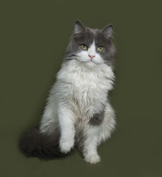 Fluffy gray and white kitten sitting on green — Stock Photo, Image