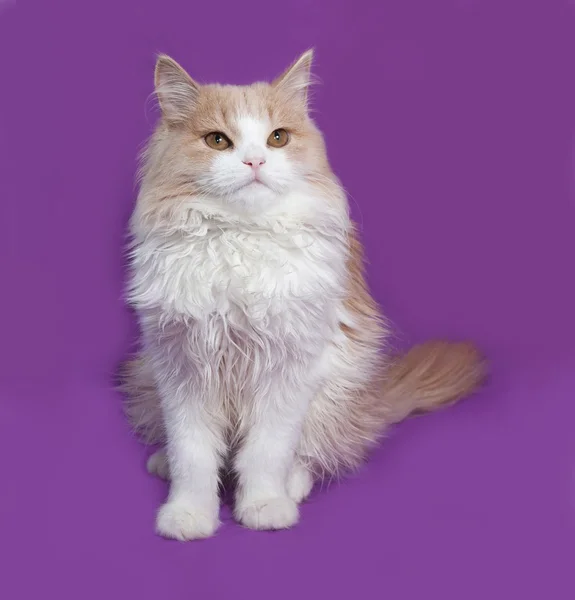 Fluffy gatinho vermelho e branco sentado em lilás — Fotografia de Stock