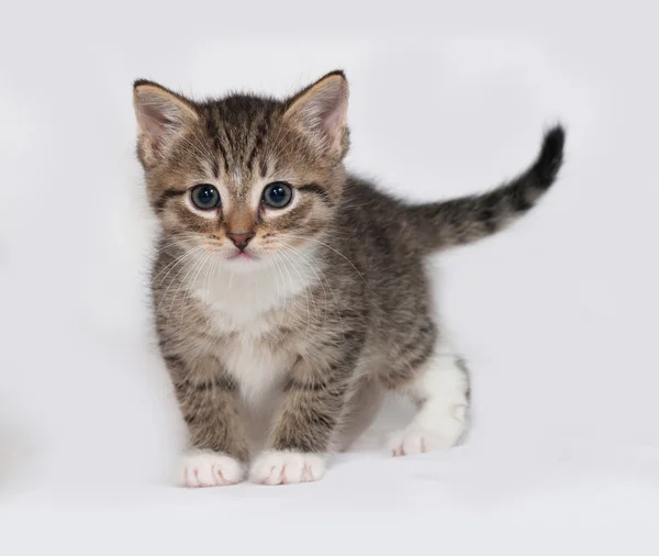 Striped and white kitten standing on gray — Stock Photo, Image