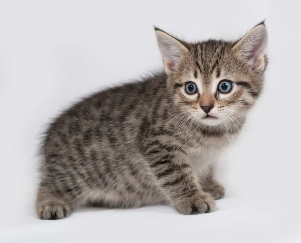 Striped and white kitten standing on gray — Stock Photo, Image