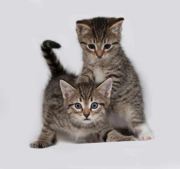 Two striped and white fluffy kitten playing on gray — Stock Photo, Image