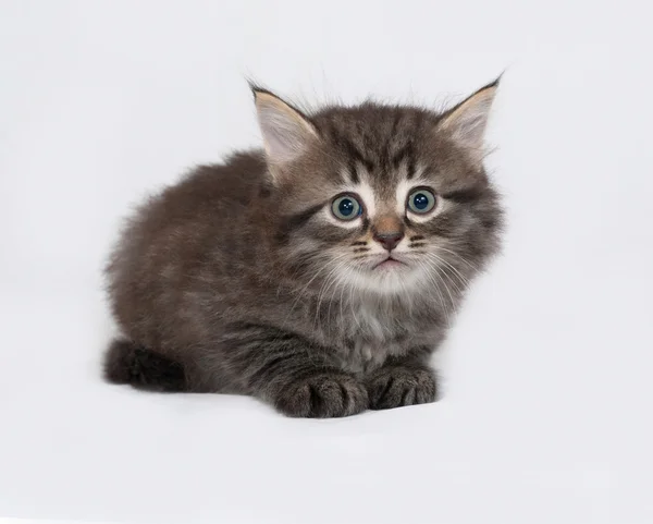 Striped and white fluffy kitten standing on gray — Stock Photo, Image