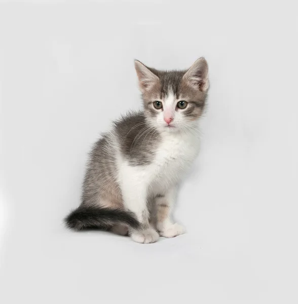 Small white and tabby kitten sitting on gray — Stock Photo, Image