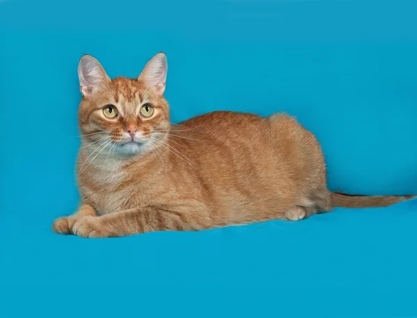 Rojo gato tabby acostado en azul —  Fotos de Stock