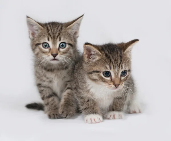 Dwa paski i biały puszysty kotek siedzi na szaro Obraz Stockowy