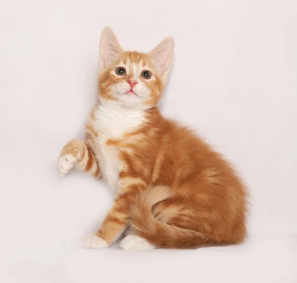 Gatinho vermelho e branco sentado no cinza — Fotografia de Stock