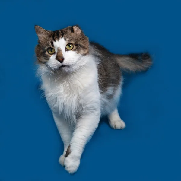 Weiße und flauschige gestromte Katze steht auf blau — Stockfoto