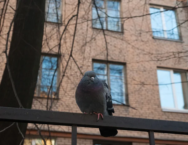 Gołąb siedzi na metalowe ogrodzenie — Zdjęcie stockowe