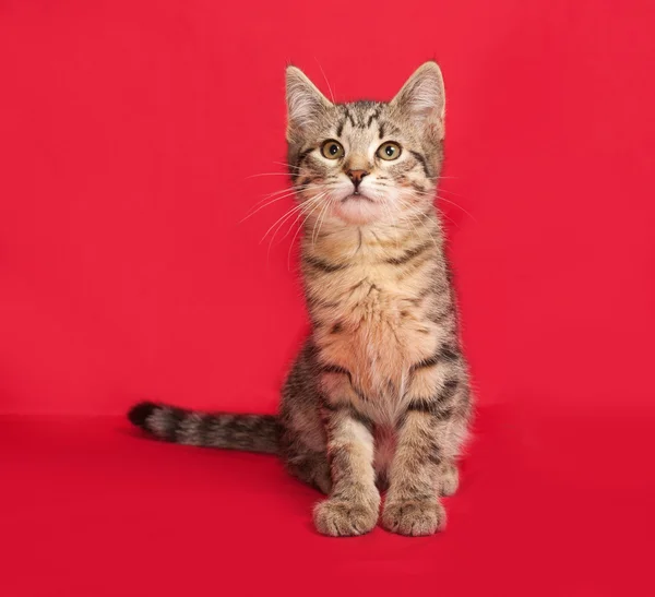 Tabby kitten sitting on red — Stock Photo, Image