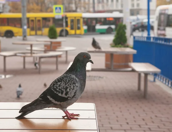 Kaldırım kafe masada oturan güvercin — Stok fotoğraf