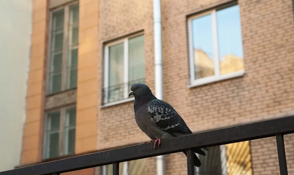 Metal çit oturan güvercin — Stok fotoğraf