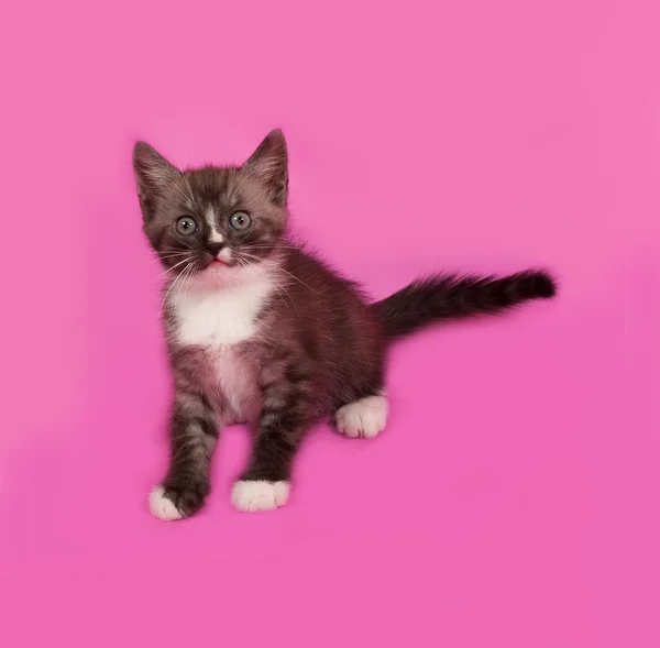 Sibirisches flauschiges gestromtes Kätzchen sitzt auf rosa — Stockfoto