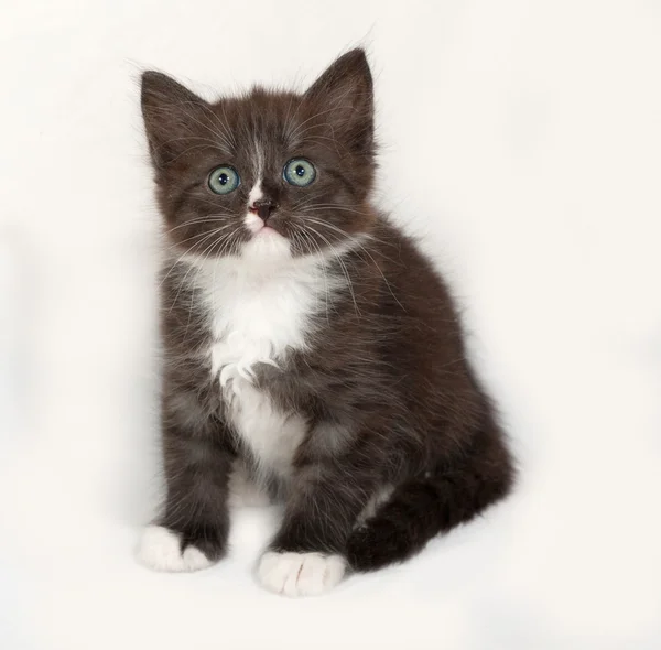 Siberiano esponjoso negro y blanco gatito sentado en gris —  Fotos de Stock