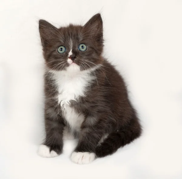 Chaton sibérien moelleux noir et blanc assis sur gris — Photo