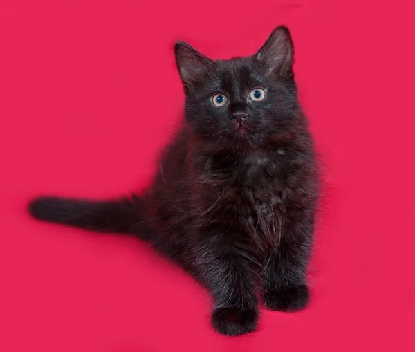 Kleine flauschige schwarze Kätzchen sitzen auf rot — Stockfoto