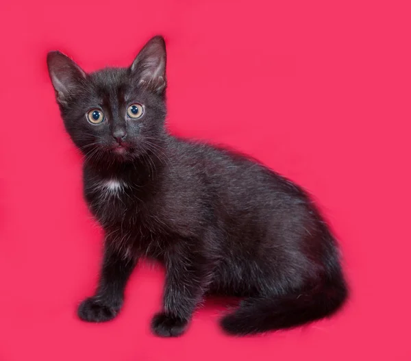Маленький чёрный котёнок сидит на красном — стоковое фото