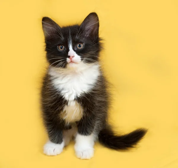 Small fluffy black and white kitten sitting on yellow — Stock Photo, Image