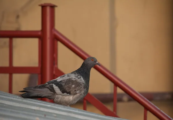 Kırmızı merdiven arka plan üzerinde oturan güvercin — Stok fotoğraf
