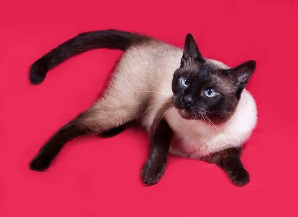 Thaise kat ligt op rood — Stockfoto