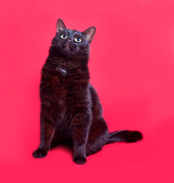 Kucing hitam duduk di merah — Stok Foto