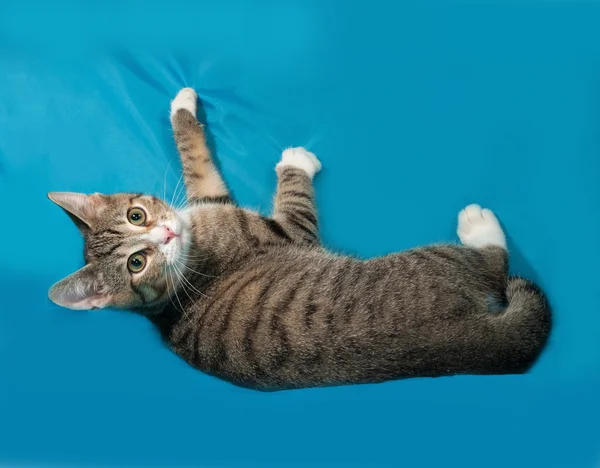 Tabby kitten lies on blue — Stock Photo, Image