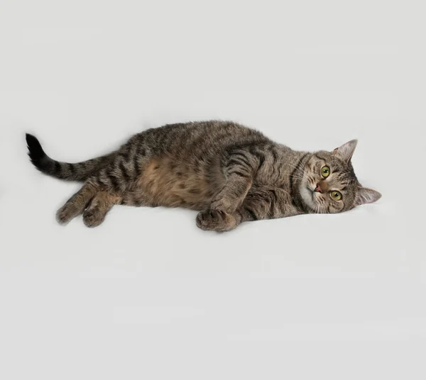 Tabby and white cat lying on gray — Stock Photo, Image