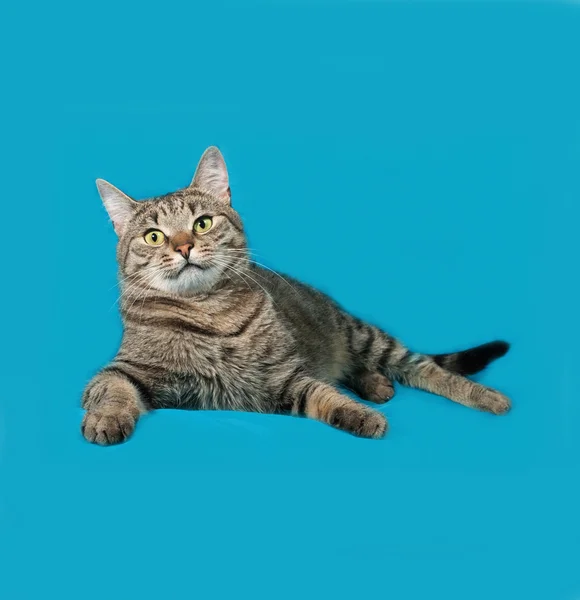 Tekir ve mavi yalan beyaz kedi — Stok fotoğraf