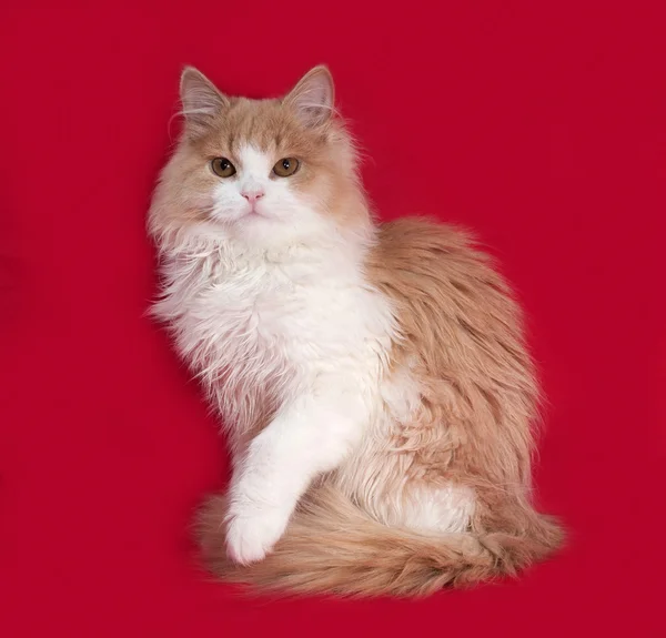 Пухнастий червоно-білий кошеня сидить на червоному — стокове фото