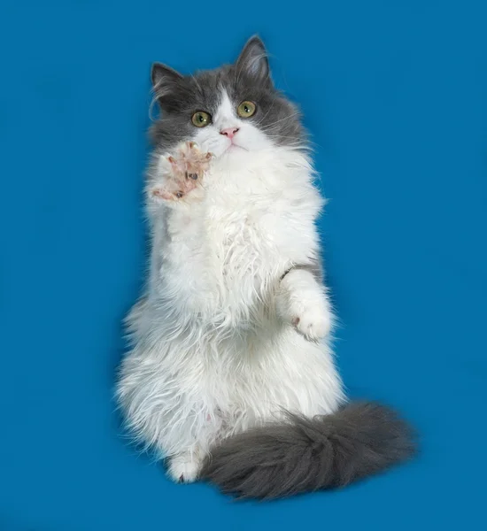Flauschiges grau-weißes Kätzchen spielt auf blau — Stockfoto