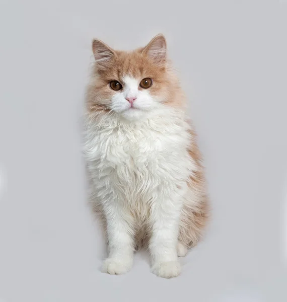 Пушистый красный и белый котенок сидит на сером — стоковое фото