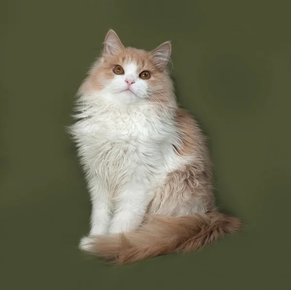 Пушистый красно-белый котенок, сидящий на зеленом — стоковое фото
