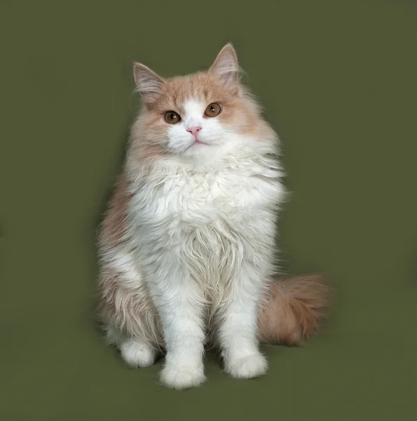 Пушистый красно-белый котенок, сидящий на зеленом — стоковое фото