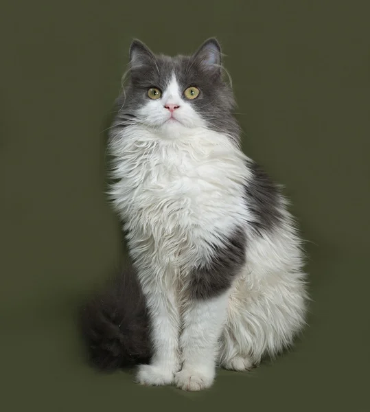 Fluffy gray and white kitten sitting on green — Stock Photo, Image