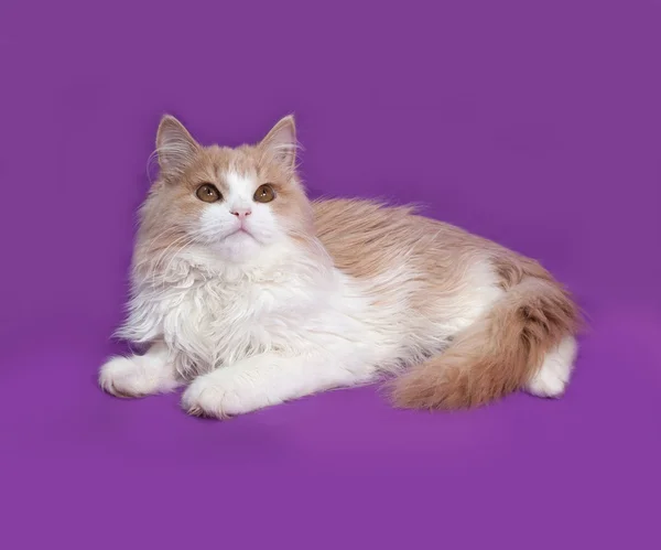 Flauschiges rot-weißes Kätzchen liegt auf Flieder — Stockfoto