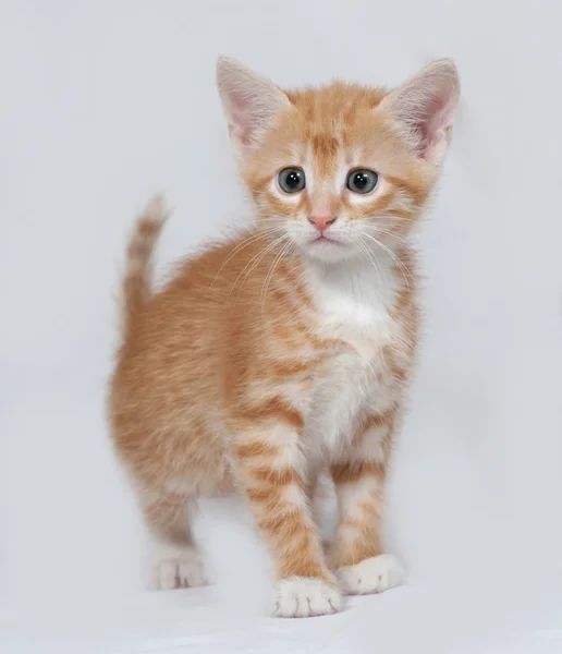 Gatinho vermelho e branco em pé no cinza — Fotografia de Stock