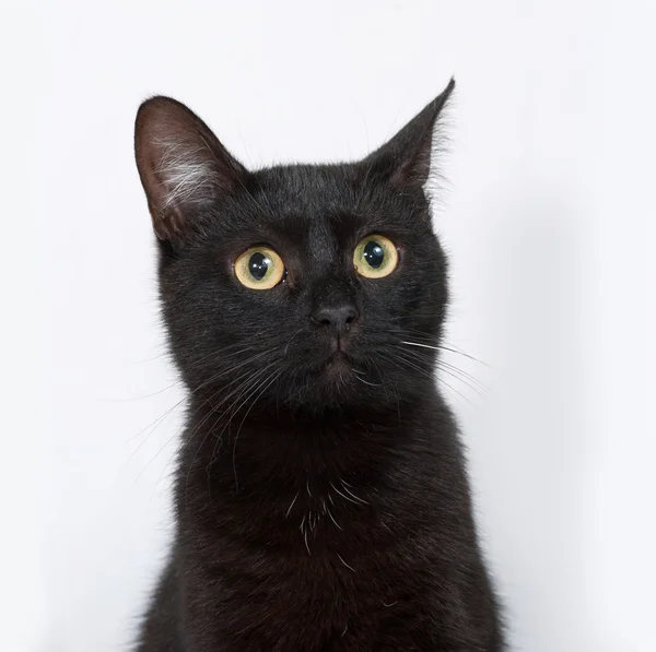 Black cat sitting on gray — Stock Photo, Image