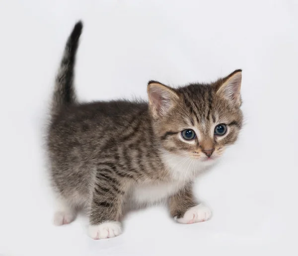 Striped en witte kitten staande op grijs — Stockfoto