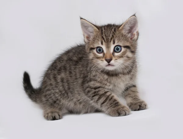 Striped and white kitten sitting on gray — Stock Photo, Image