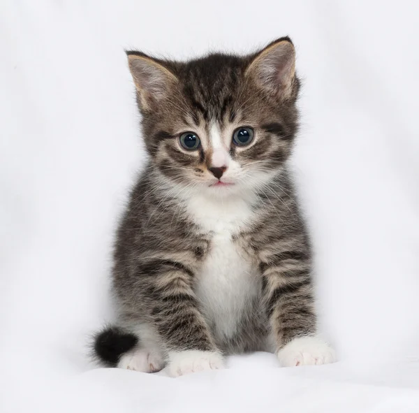 Gestreiftes und weißes Kätzchen sitzt auf grau — Stockfoto