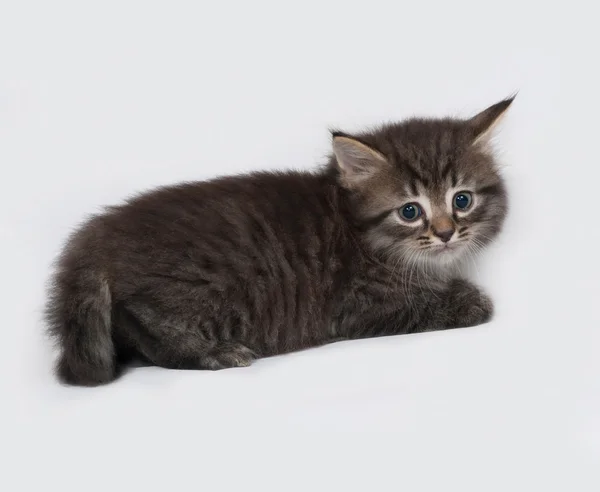 Rayas y blanco esponjoso gatito se encuentra en gris — Foto de Stock