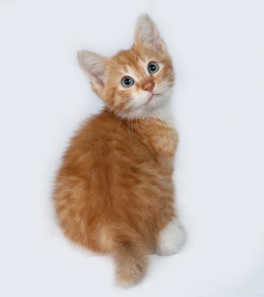 Gatinho vermelho sentado no cinza — Fotografia de Stock