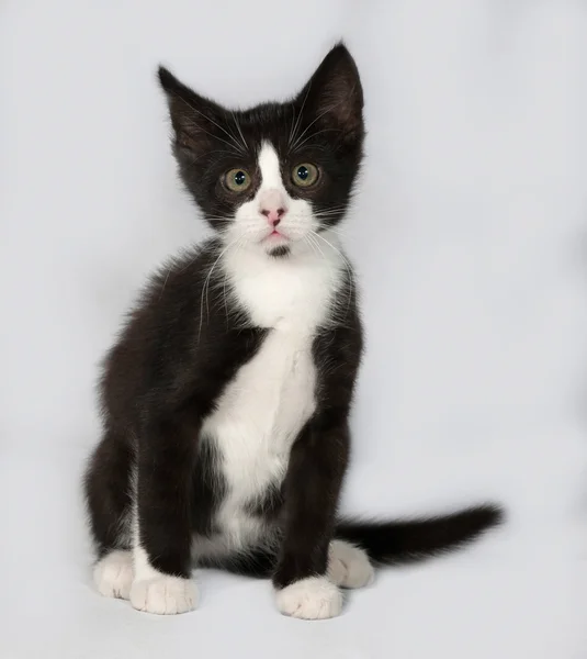 Gri üzerine oturan siyah ve beyaz yavru kedi — Stok fotoğraf