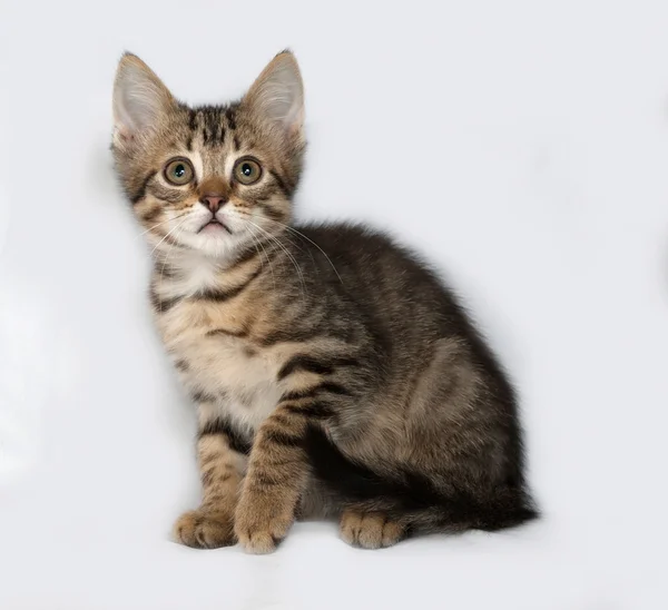 회색에 줄무늬와 흰색 고양이 — 스톡 사진