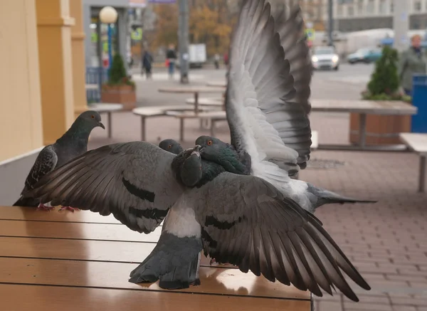 Pigeons fight on sidewalk cafe table — Stock Photo, Image