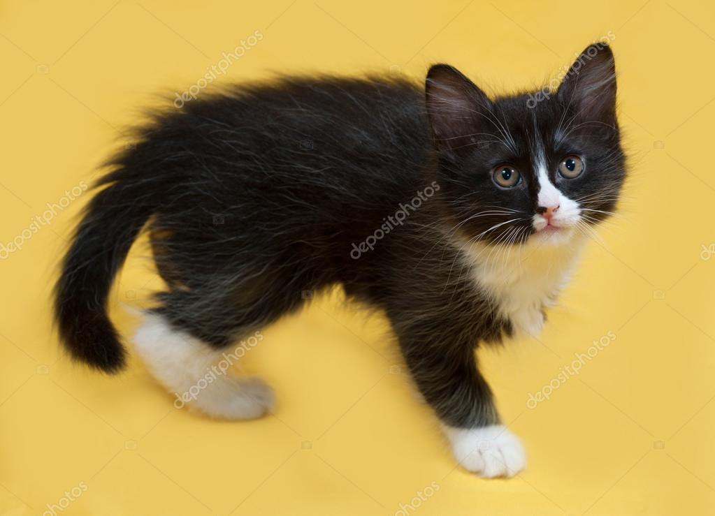 Featured image of post Gatinhos Fofos Preto