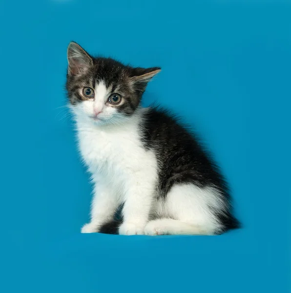 Striped and white kitten sitting on blue — Stock Photo, Image