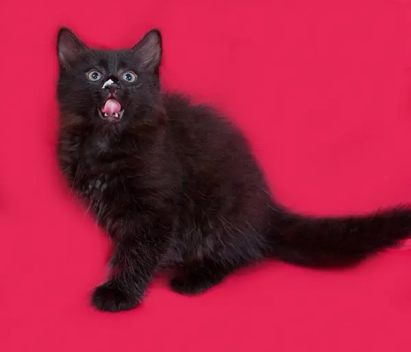 Small fluffy black kitten sitting on red — Stock Photo, Image