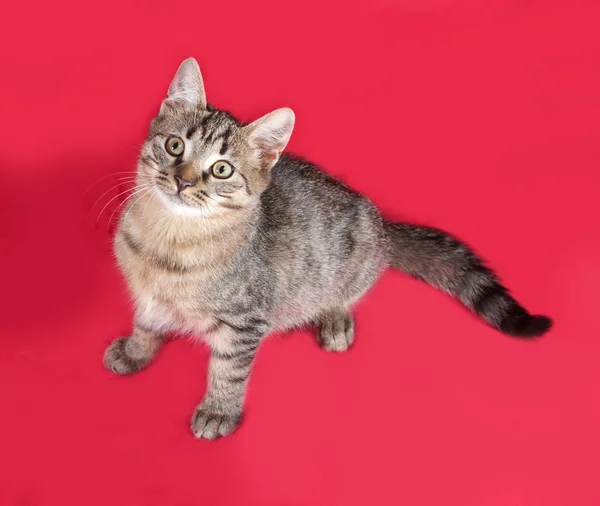 Gatito rayado acostado sobre rojo —  Fotos de Stock