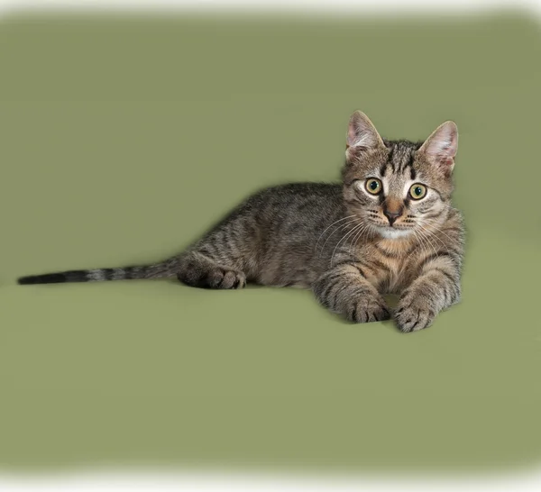 Gatito rayado acostado en verde —  Fotos de Stock